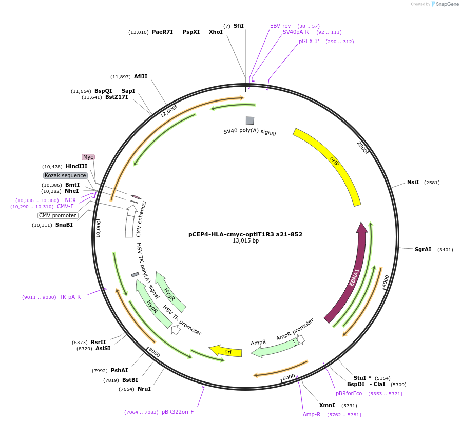 113948-plasmid-map-sequence-id-215162