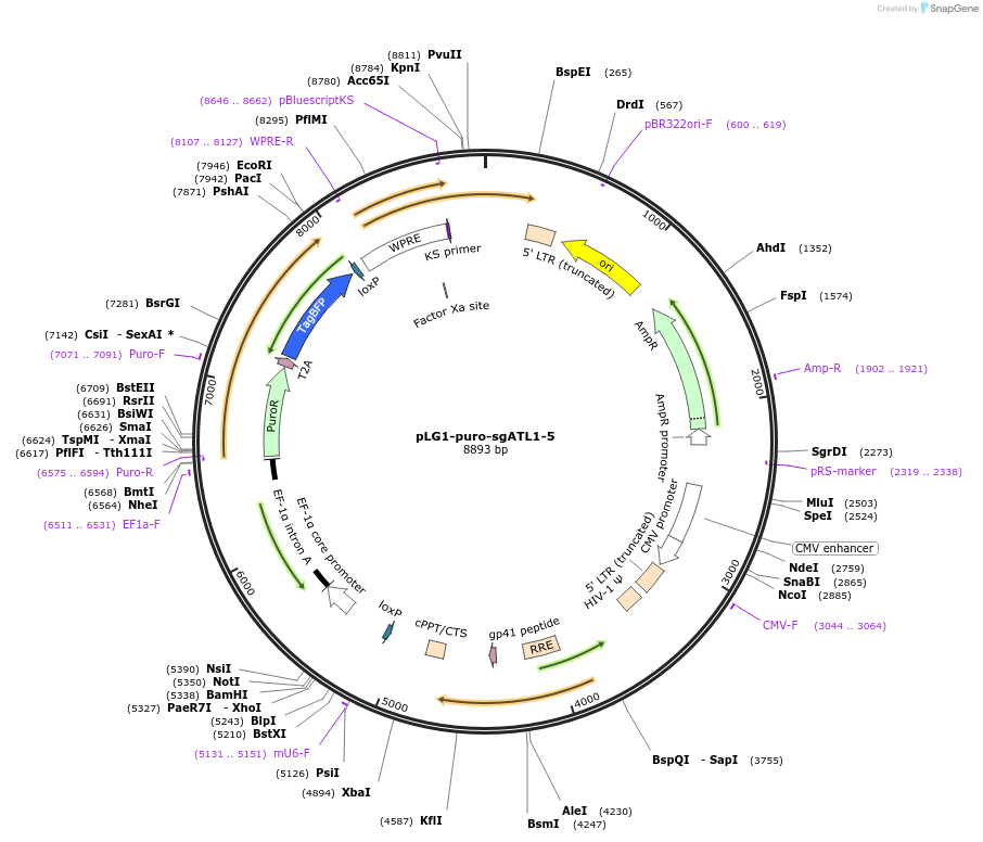 109007-plasmid-map-sequence-id-215170