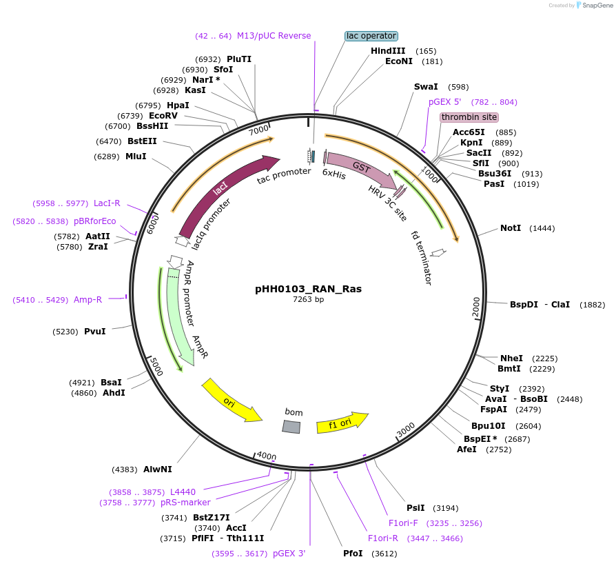 109936-plasmid-map-sequence-id-215187