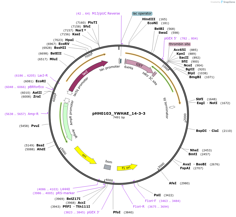 109942-plasmid-map-sequence-id-215191