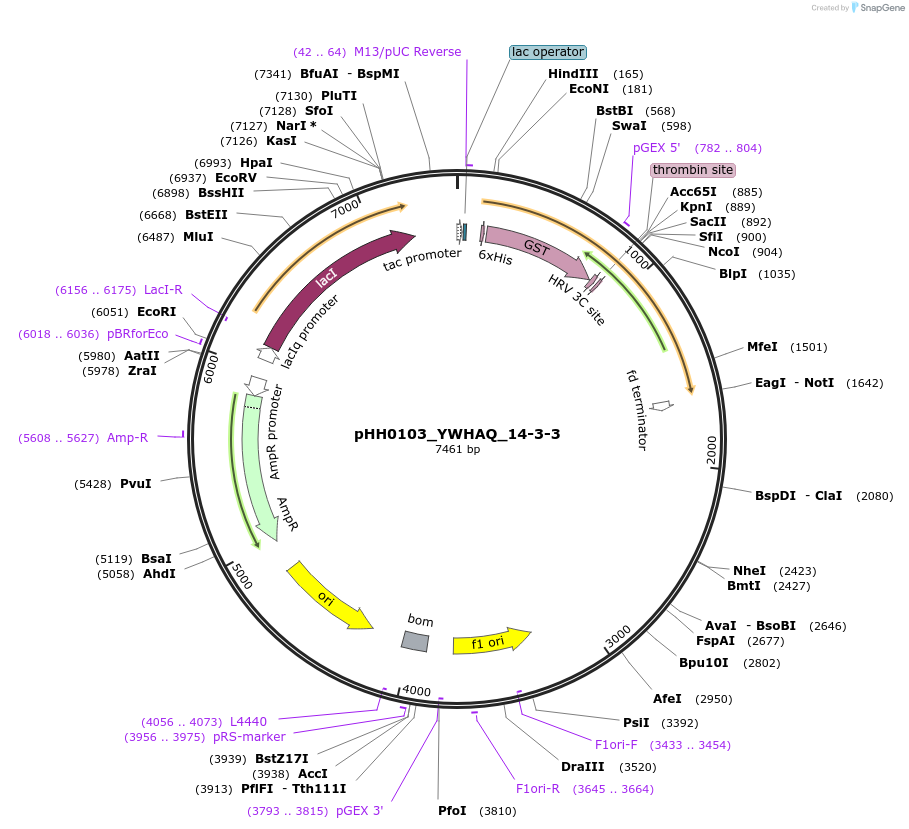 109943-plasmid-map-sequence-id-215192