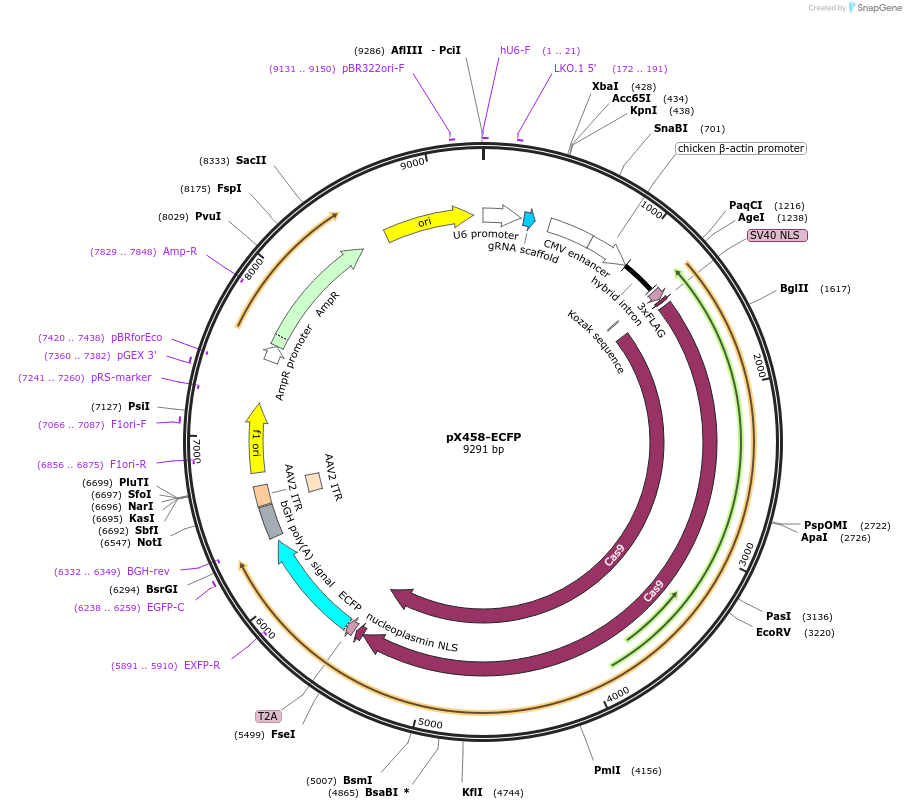 112220-plasmid-map-sequence-id-215204