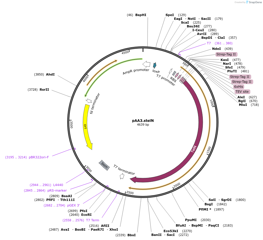 112011-plasmid-map-sequence-id-215239