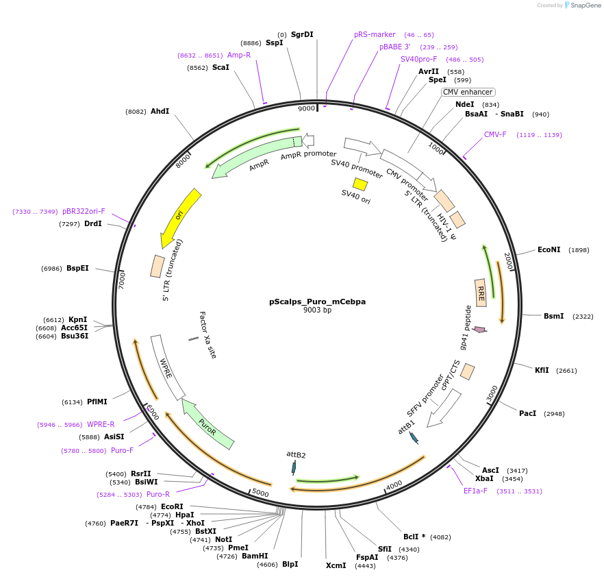 79551-plasmid-map-sequence-id-215243