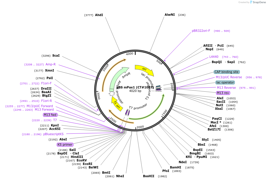 13898-plasmid-map-sequence-id-215247