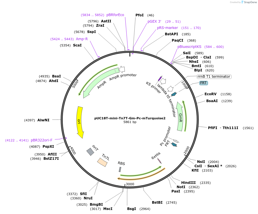 111259-plasmid-map-sequence-id-215250