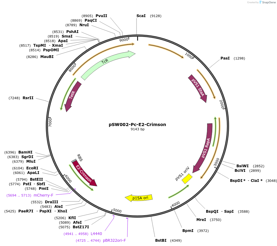 111252-plasmid-map-sequence-id-215254