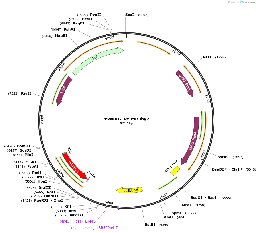 111250-plasmid-map-sequence-id-215255