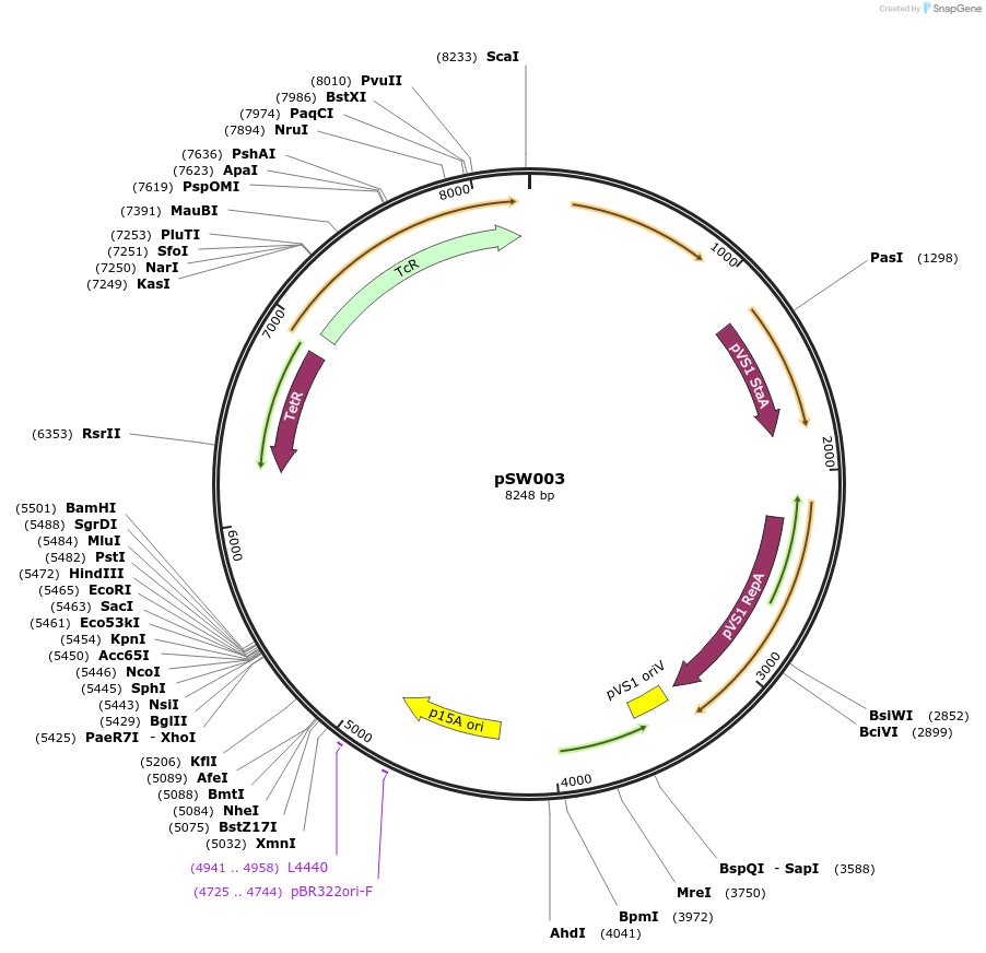 111249-plasmid-map-sequence-id-215263
