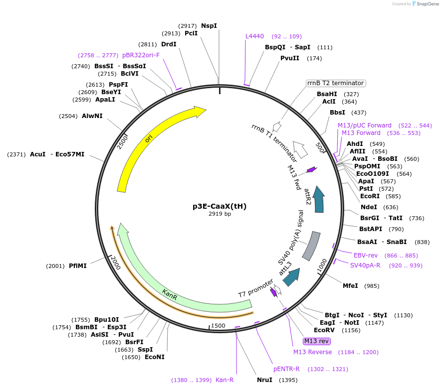 109539-plasmid-map-sequence-id-215266