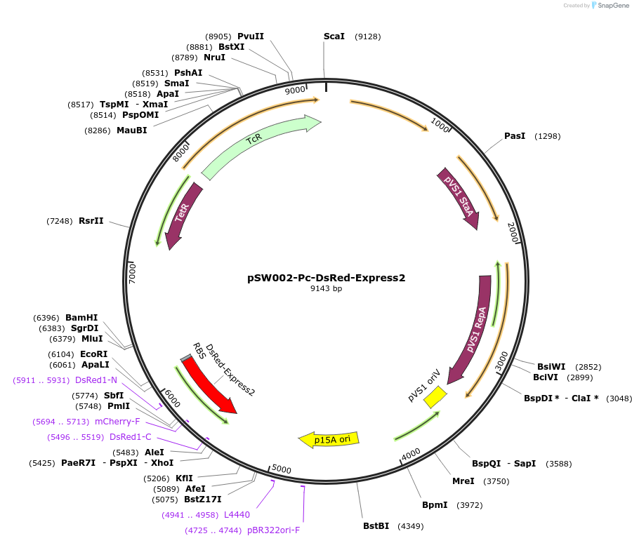 111251-plasmid-map-sequence-id-215270
