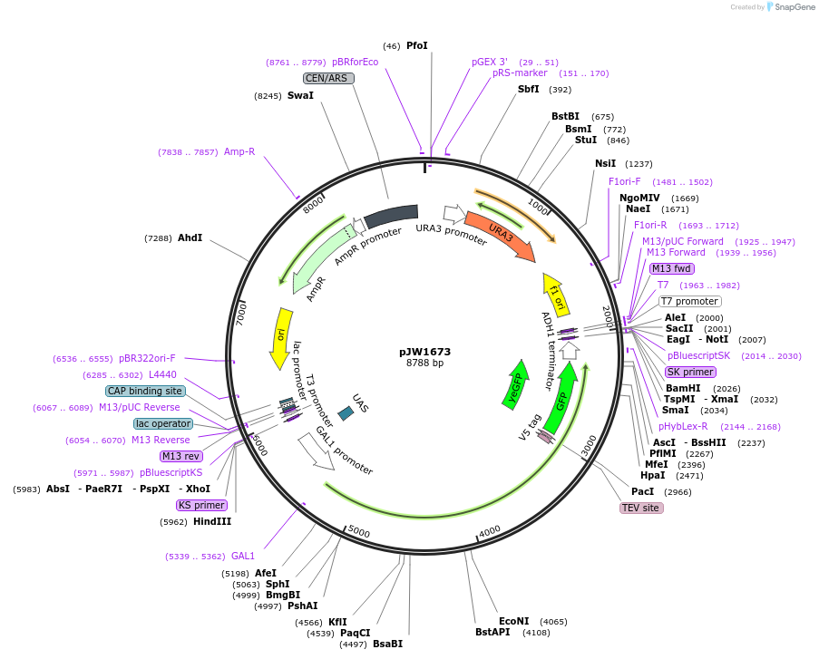 112047-plasmid-map-sequence-id-215275