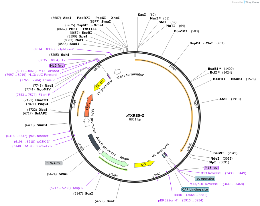 112509-plasmid-map-sequence-id-215281