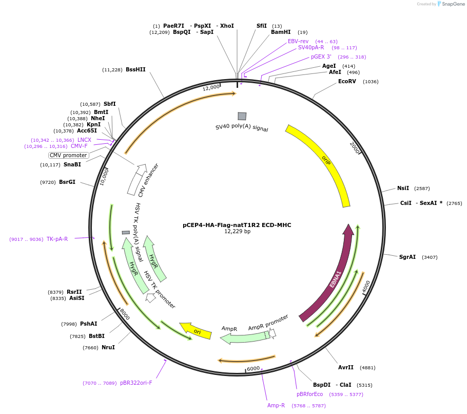 113957-plasmid-map-sequence-id-215285