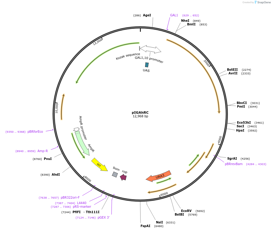 112510-plasmid-map-sequence-id-215302