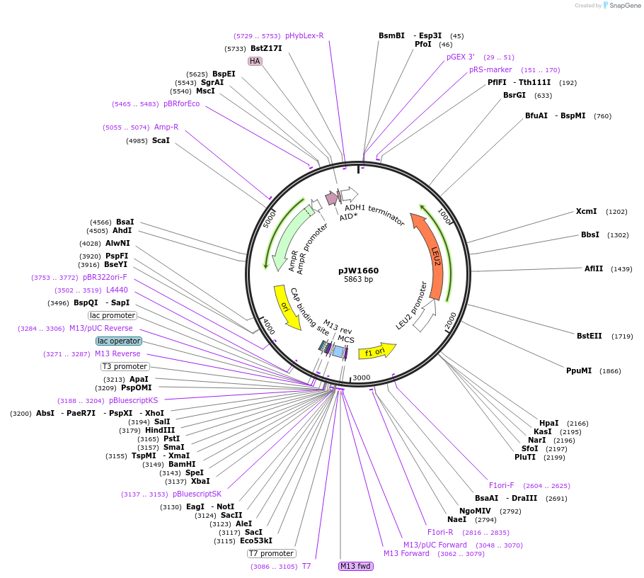 112034-plasmid-map-sequence-id-215305