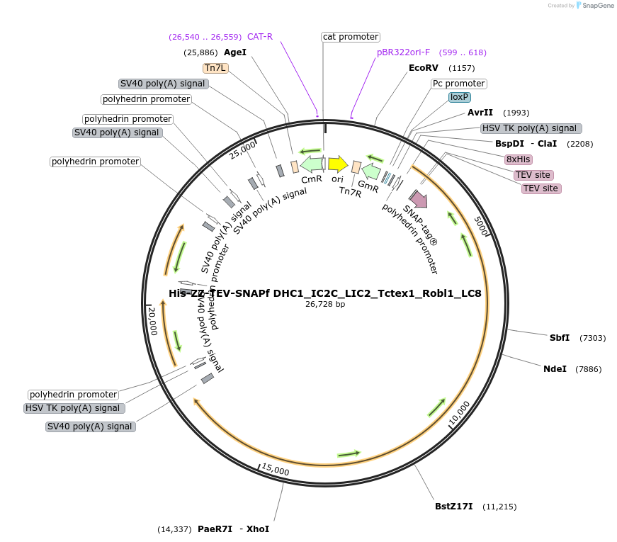 111903-plasmid-map-sequence-id-215307