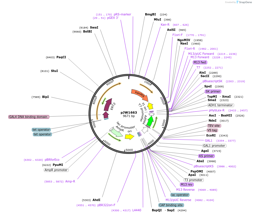 112037-plasmid-map-sequence-id-215310