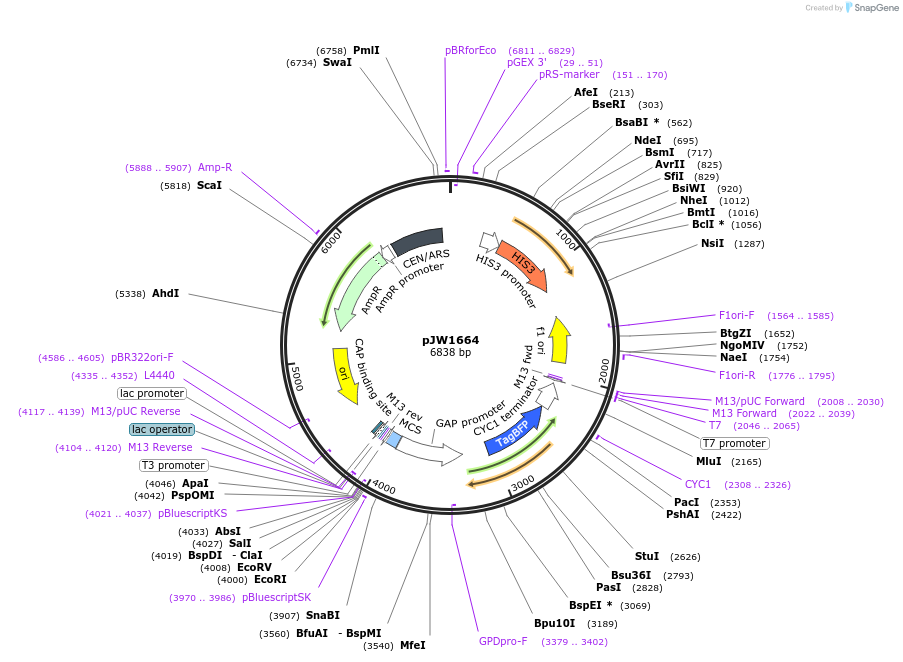 112038-plasmid-map-sequence-id-215312