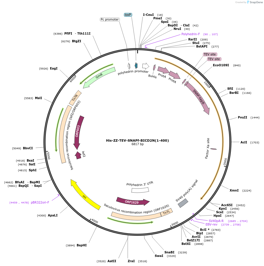 111857-plasmid-map-sequence-id-215314