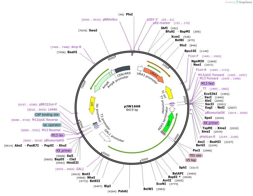 112042-plasmid-map-sequence-id-215316
