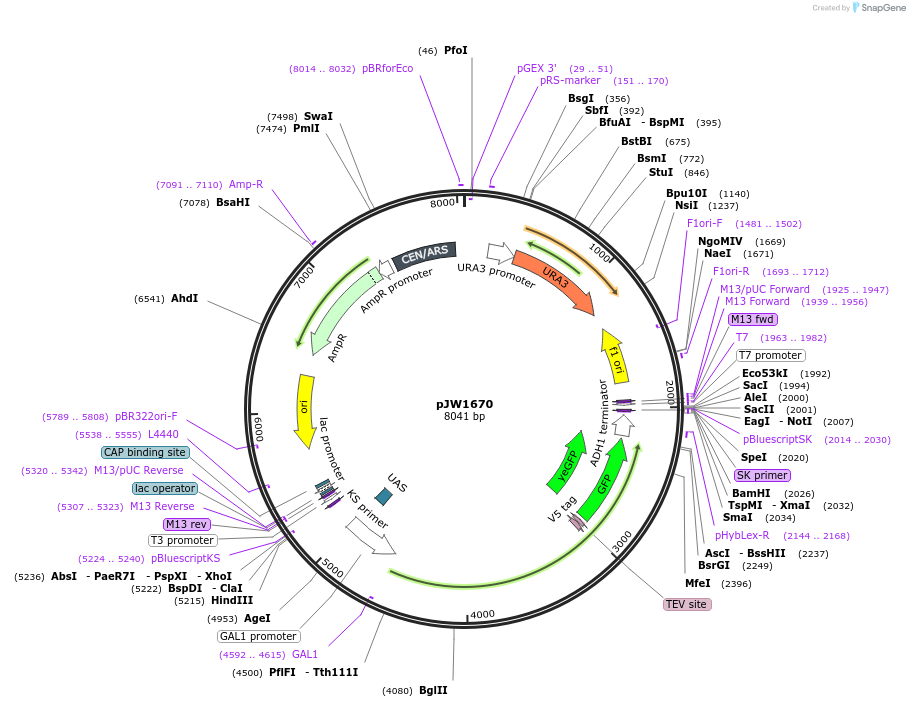 112044-plasmid-map-sequence-id-215318