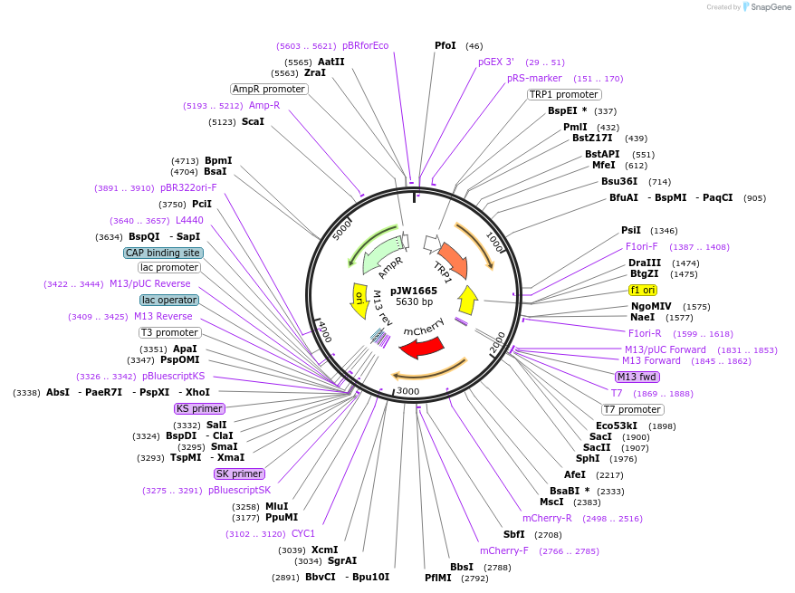 112039-plasmid-map-sequence-id-215319
