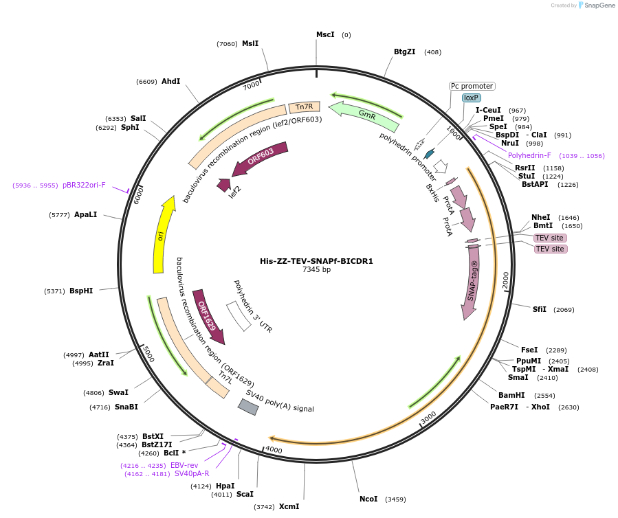 111858-plasmid-map-sequence-id-215337
