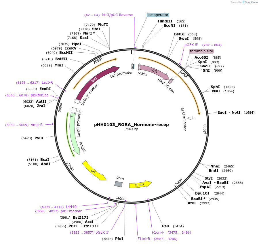 109957-plasmid-map-sequence-id-215476