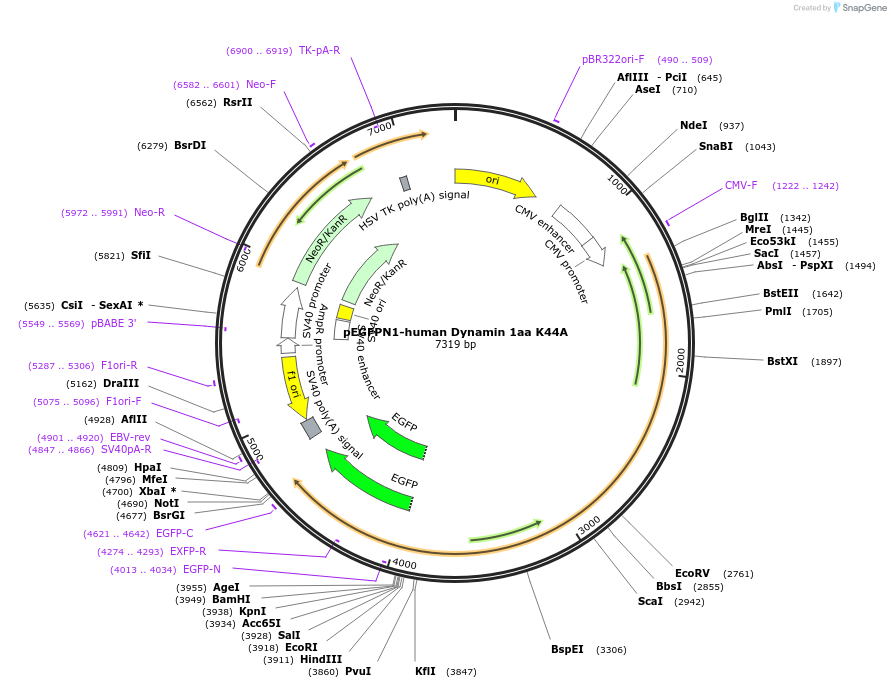 22197-plasmid-map-sequence-id-215520