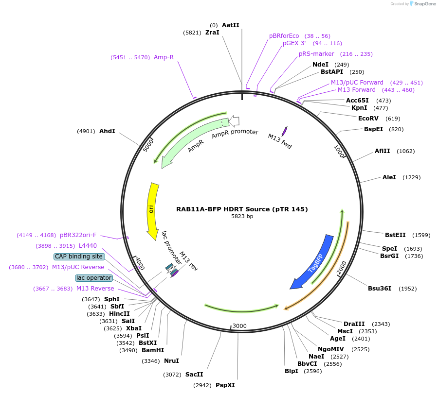 112014-plasmid-map-sequence-id-215528