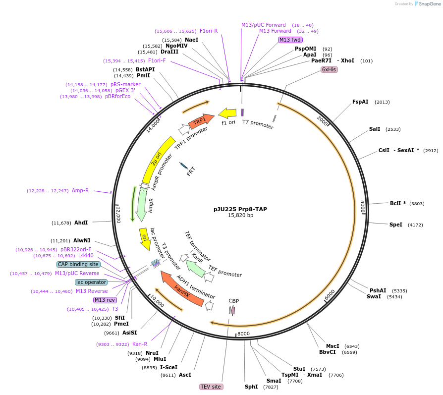 111305-plasmid-map-sequence-id-215536