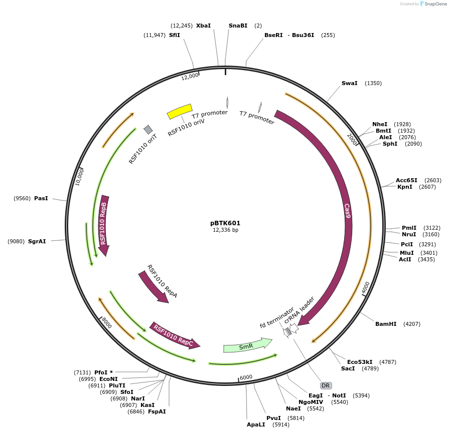 110607-plasmid-map-sequence-id-215544