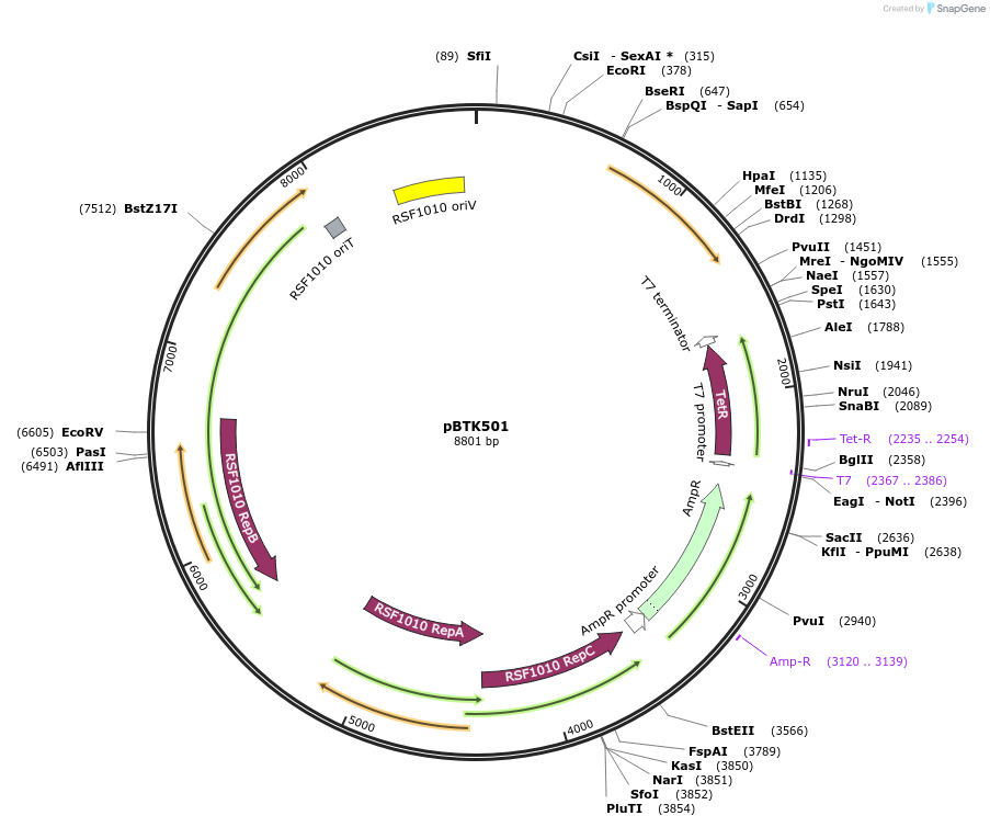 110602-plasmid-map-sequence-id-215545
