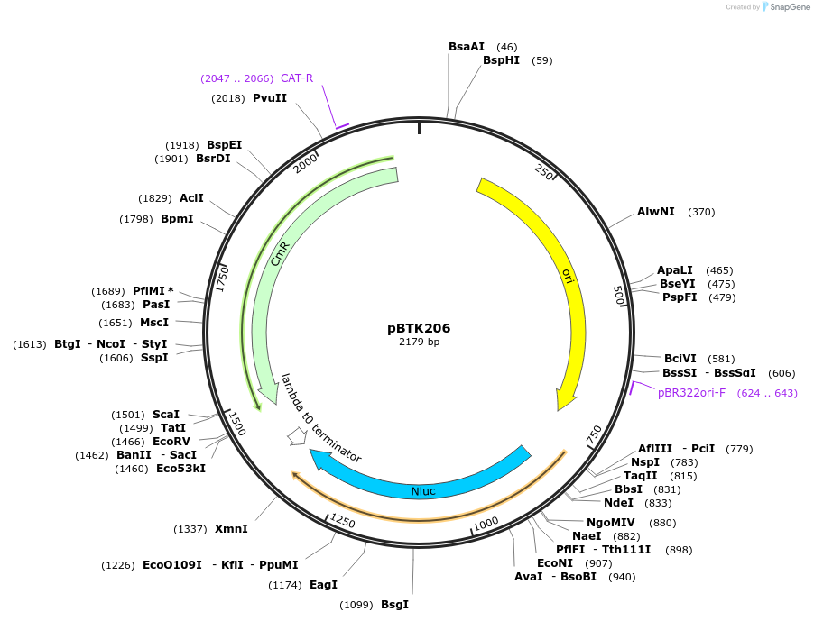 110588-plasmid-map-sequence-id-215581