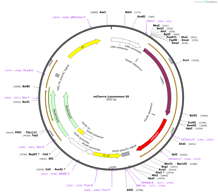 55073-plasmid-map-sequence-id-215601