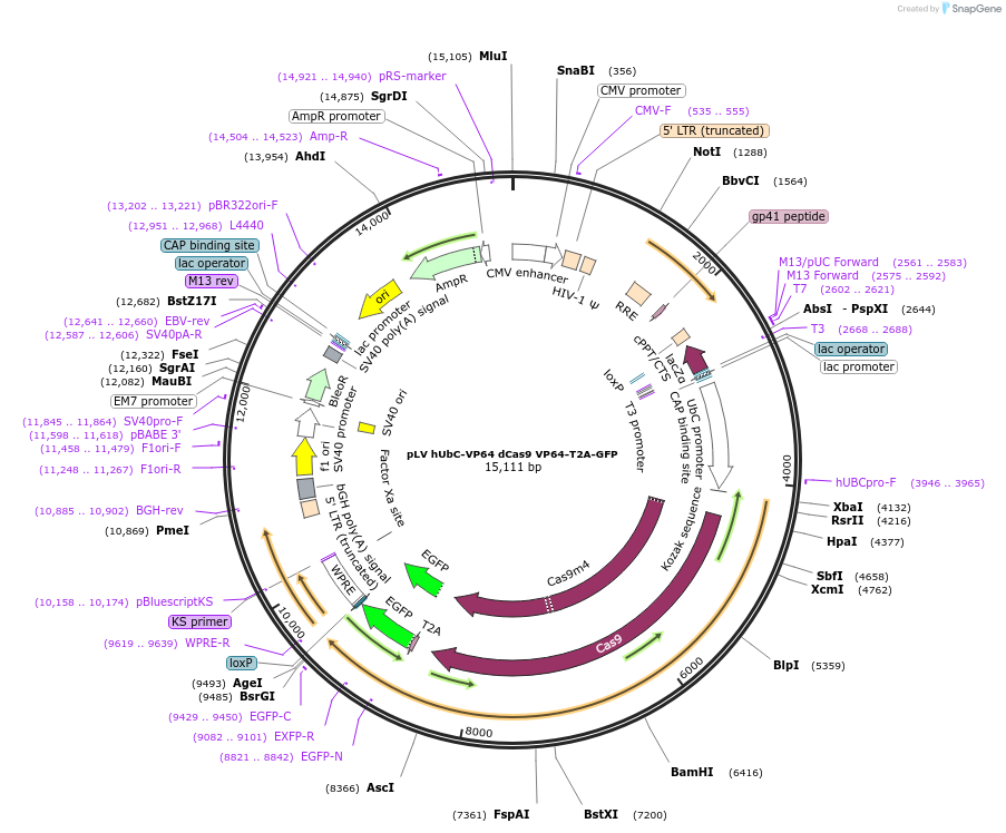 59791-plasmid-map-sequence-id-215604