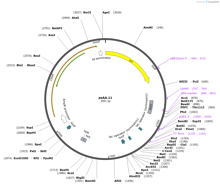 112149-plasmid-map-sequence-id-215605