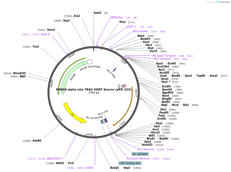 112023-plasmid-map-sequence-id-215608