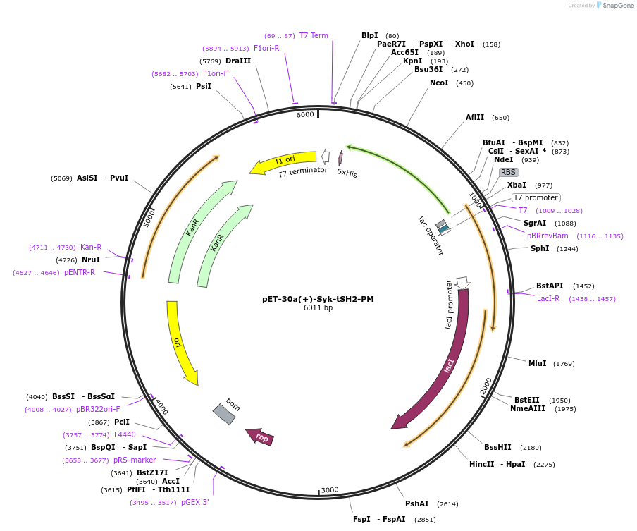 111271-plasmid-map-sequence-id-215610