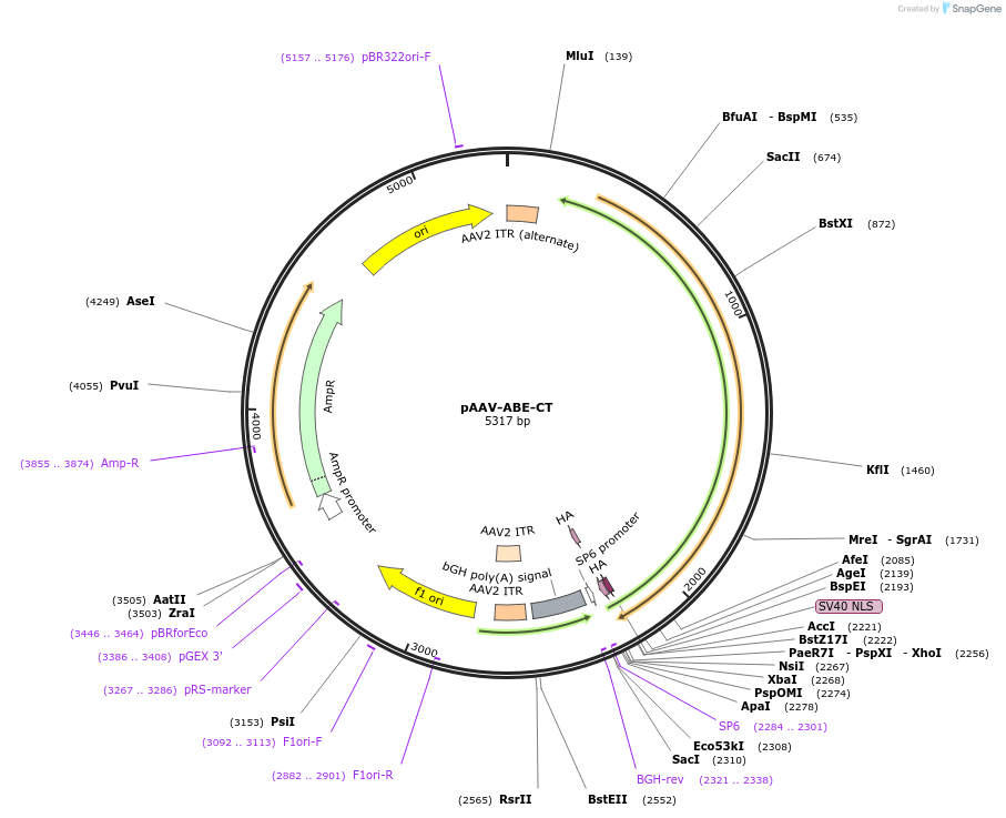 112876-plasmid-map-sequence-id-215611