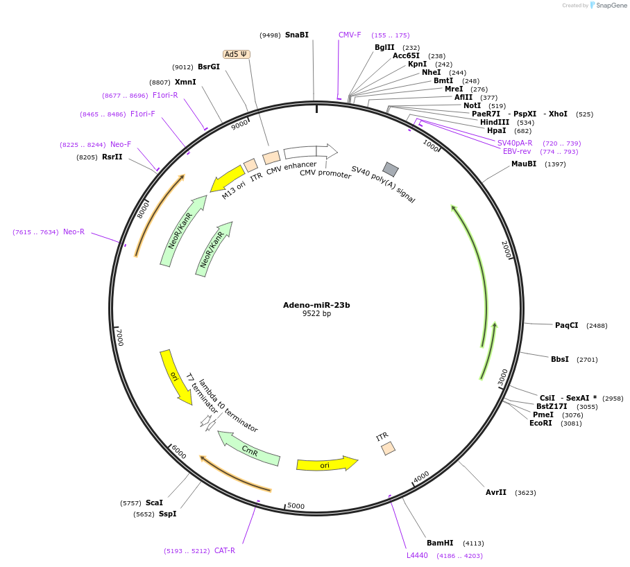 112538-plasmid-map-sequence-id-215614