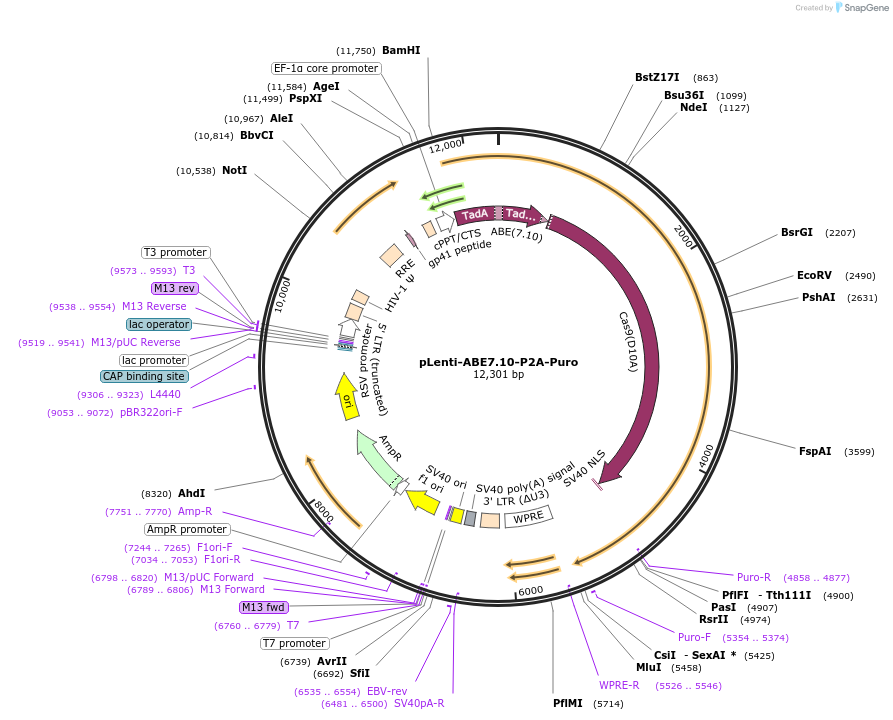 112674-plasmid-map-sequence-id-215665