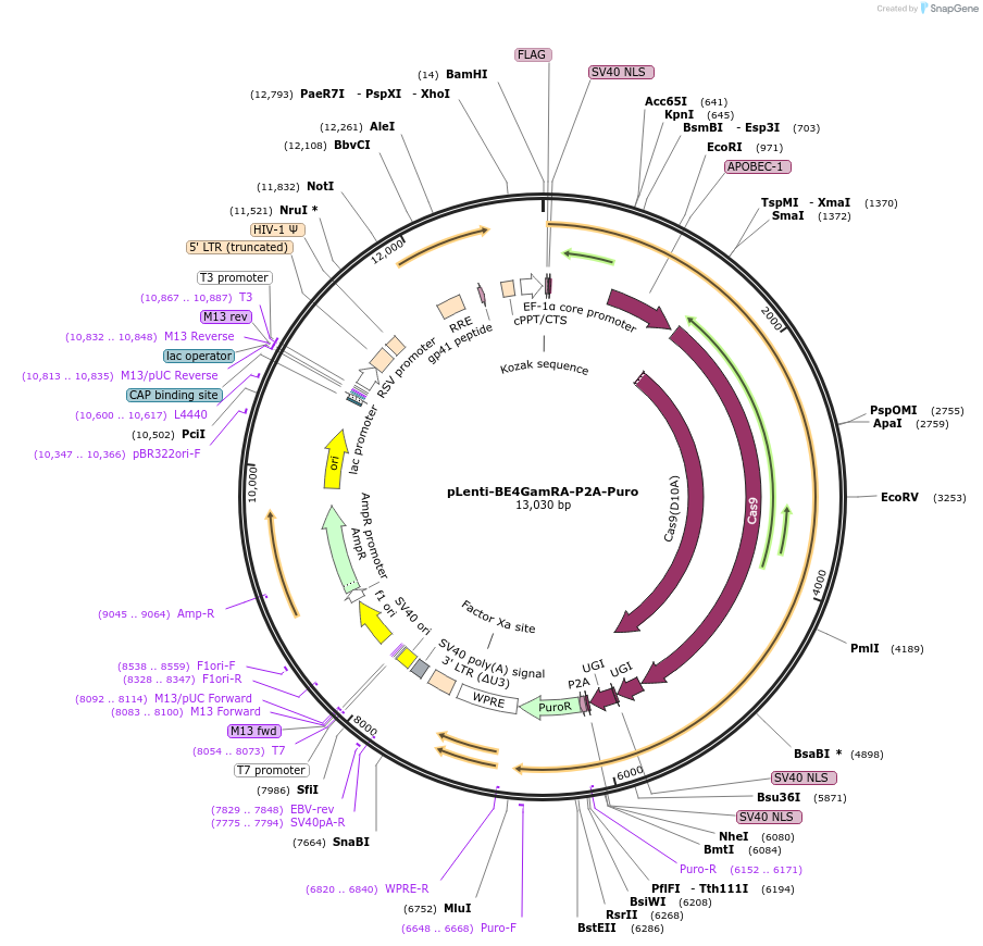 112673-plasmid-map-sequence-id-215669