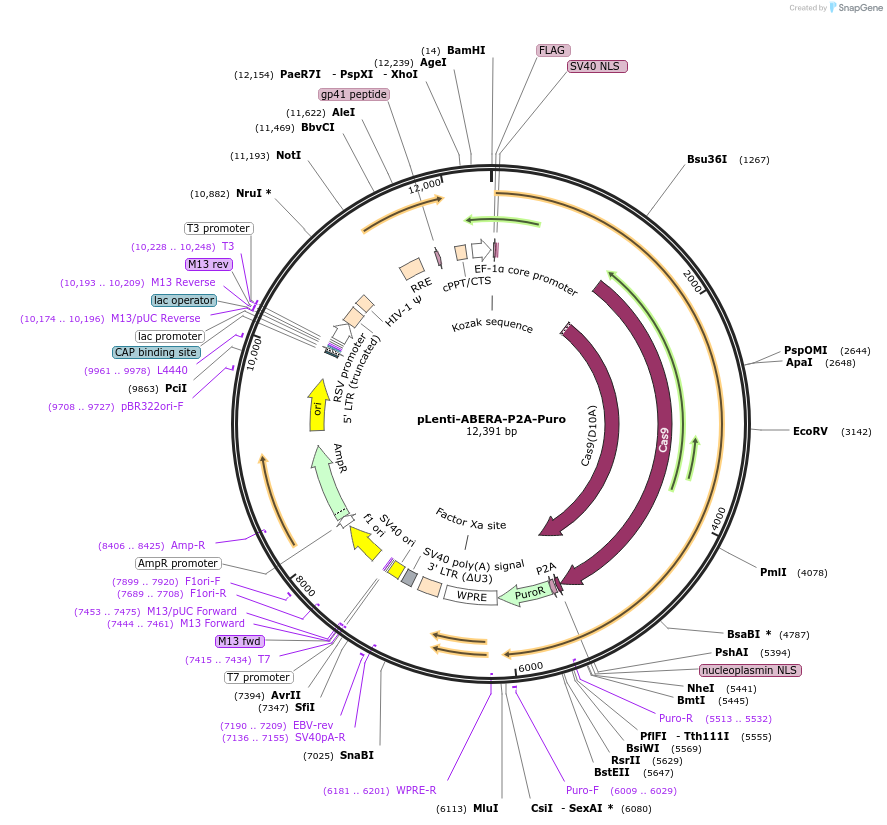 112675-plasmid-map-sequence-id-215671