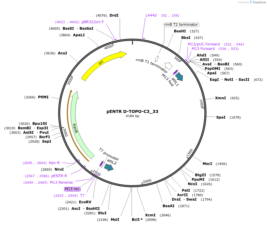 60275-plasmid-map-sequence-id-215673