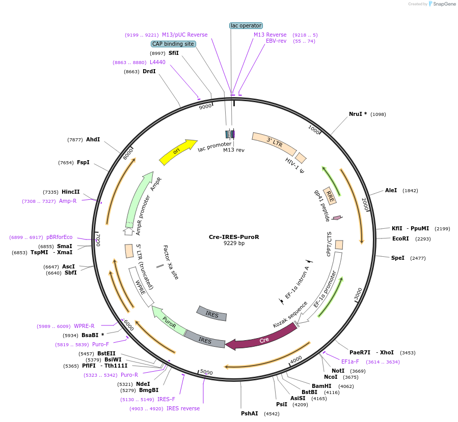30205-plasmid-map-sequence-id-215679