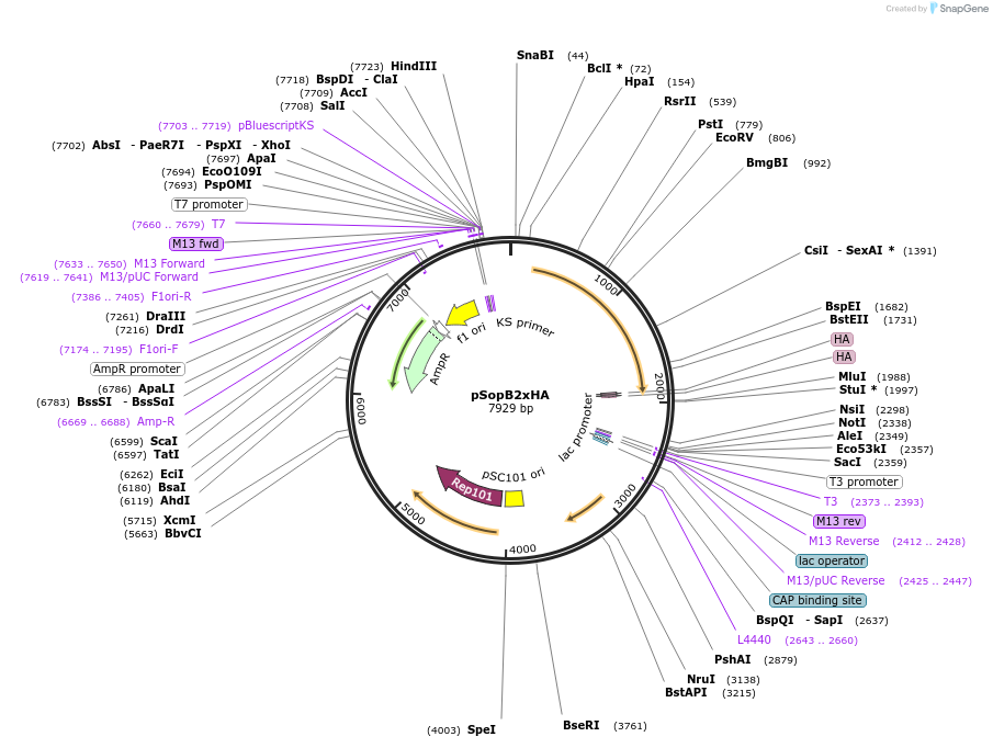 112513-plasmid-map-sequence-id-215694