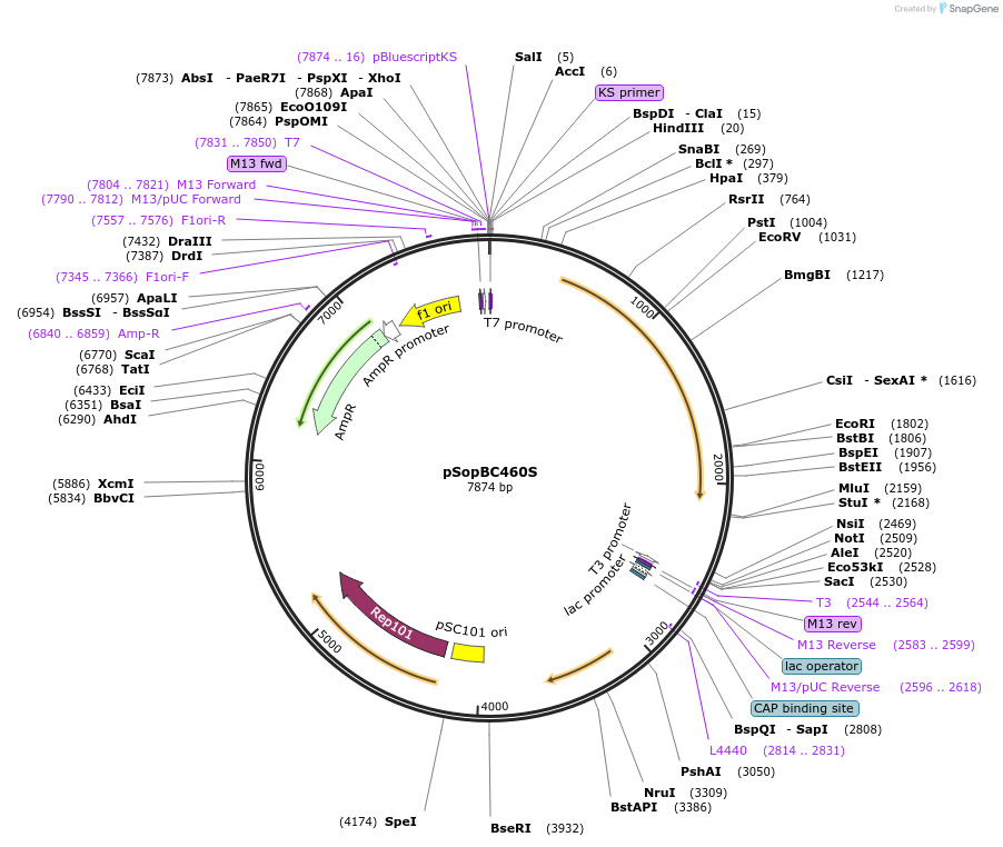 112514-plasmid-map-sequence-id-215699