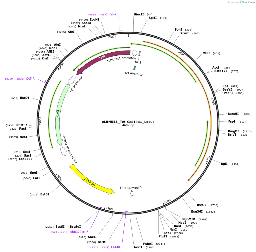 112501-plasmid-map-sequence-id-215703